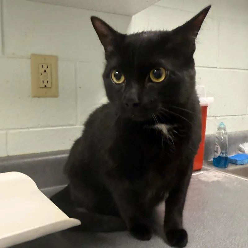 An adult extra large-sized male Black Domestic Short Hair cat named Will for adoption in Waukesha, WI