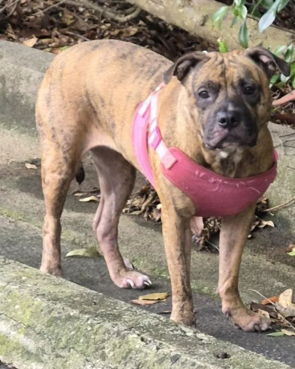 An adult medium-sized female Pit Bull Terrier dog named Ic for adoption in Lawrenceville, GA