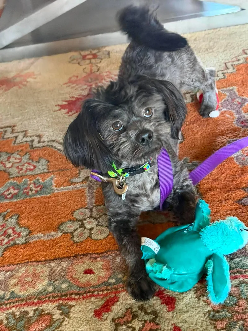 A baby small-sized male Gray / Blue / Silver Lhasa Apso dog named Toaster for adoption in Phoenix, AZ