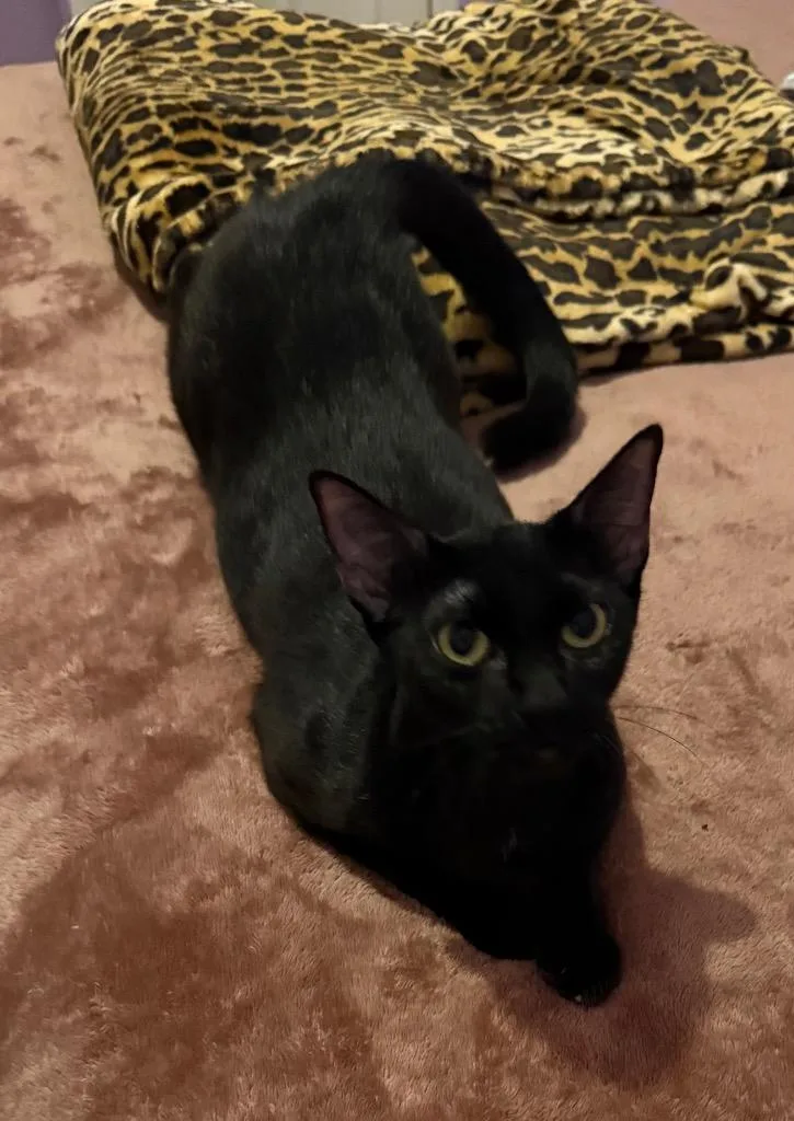 A young medium-sized female Bombay cat named Gigi for adoption in San Antonio, TX