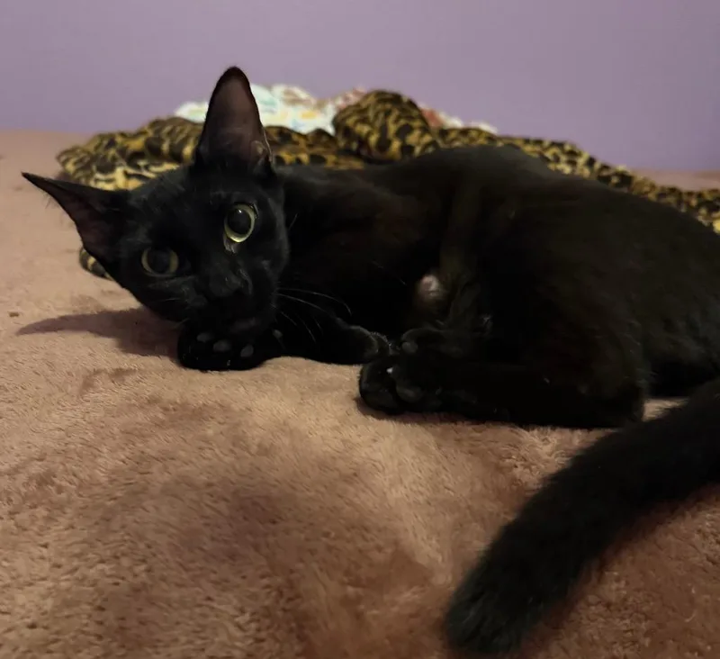 Gigi thumbnail 3
