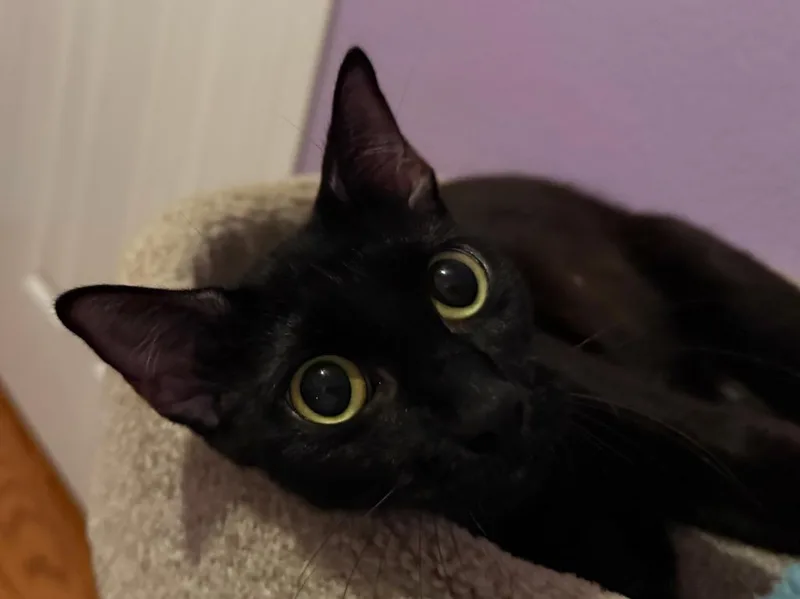 Gigi thumbnail 4