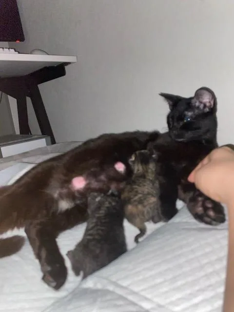 Gigi thumbnail 6