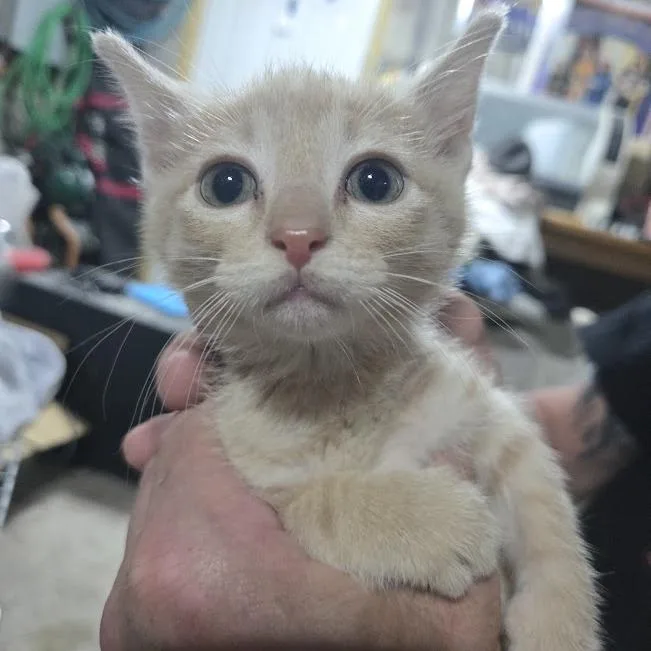 A baby small-sized female Buff / Tan / Fawn Domestic Short Hair cat named Brandy for adoption in Sioux Falls, SD