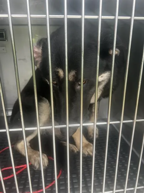 An adult large-sized male German Shepherd Dog dog named Junee for adoption in Dallas, TX