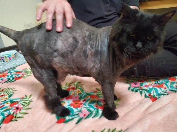 A senior medium-sized female Domestic Long Hair cat named Lilie for adoption in Oceanside, CA