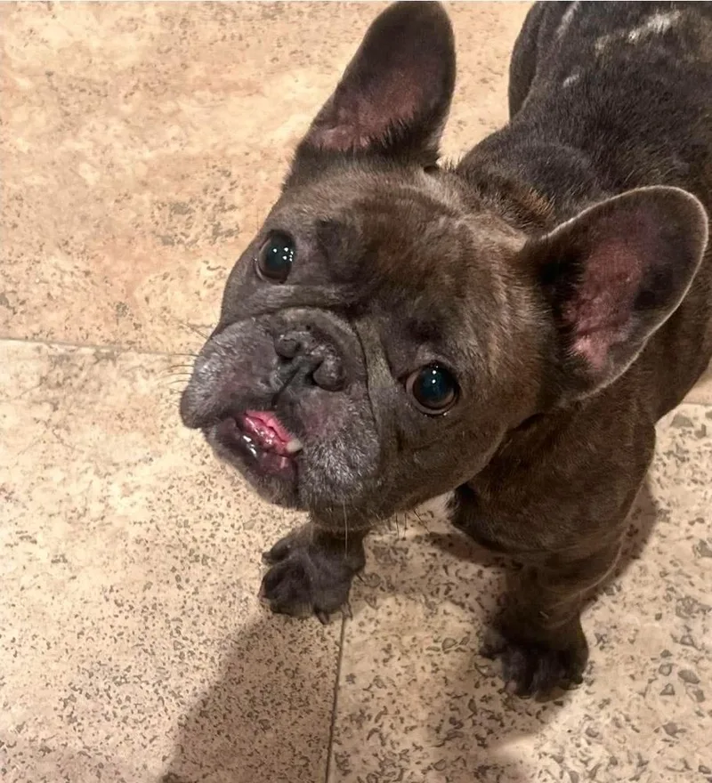An adult small-sized female French Bulldog dog named Pookie for adoption in Sedalia, CO