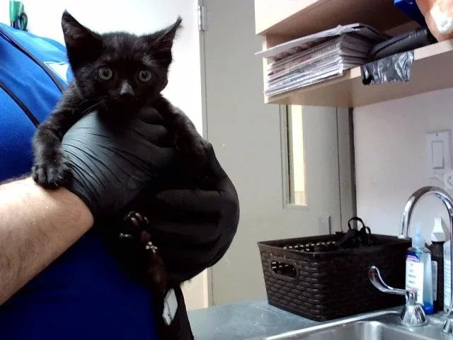 A baby small-sized female Domestic Short Hair cat named Meatball for adoption in Martinez, CA