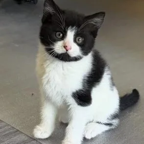 A baby medium-sized male Black & White / Tuxedo Domestic Short Hair cat named Cheyenne for adoption in Richmond, VA