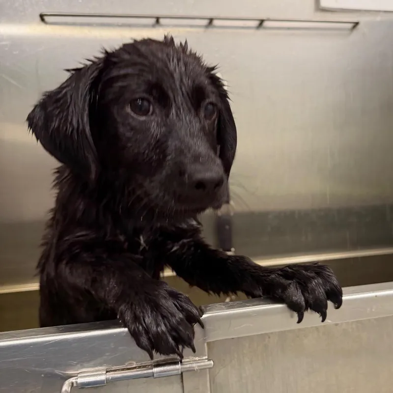 A baby small-sized male Black Mixed Breed dog named Cattermole for adoption in Fredericksburg, VA