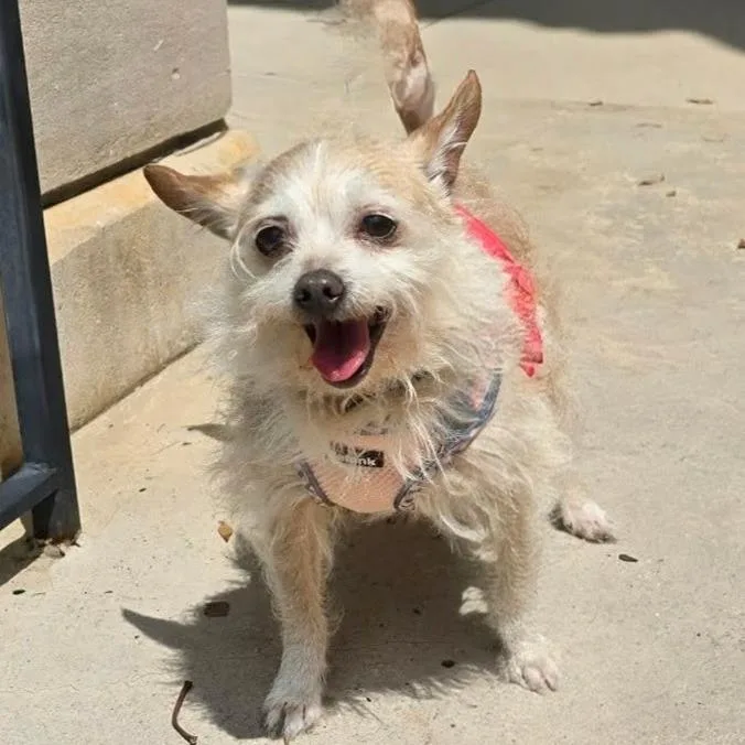 A senior small-sized female Yellow / Tan / Blond / Fawn Chihuahua dog named Elsa for adoption in Shelby, NC
