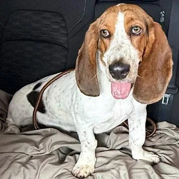A young medium-sized female Basset Hound dog named Lucy Aka Lula for adoption in Mays Landing, NJ