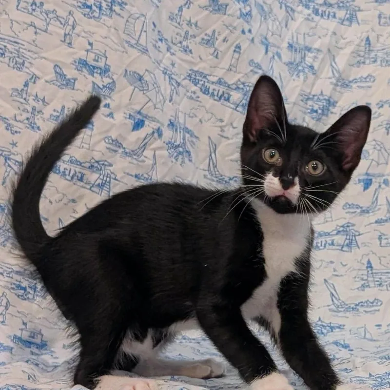A baby small-sized male Black Domestic Short Hair cat named Finn for adoption in Lutz, FL