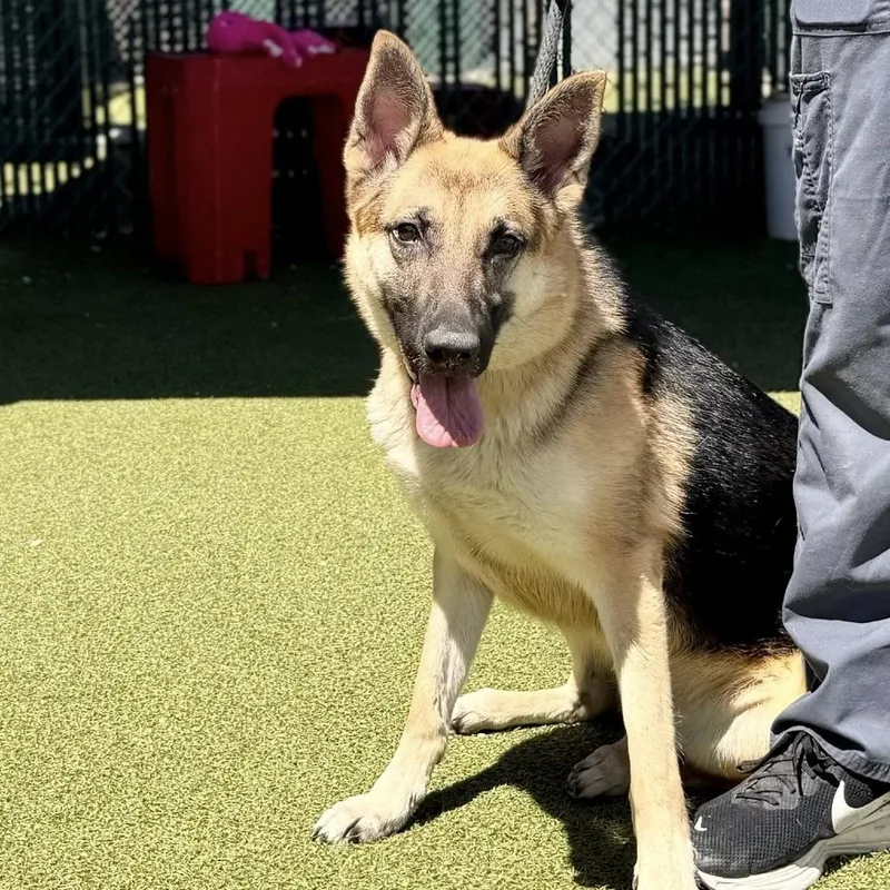 An adult medium-sized female Black German Shepherd Dog dog named Flip for adoption in Van Horne, IA