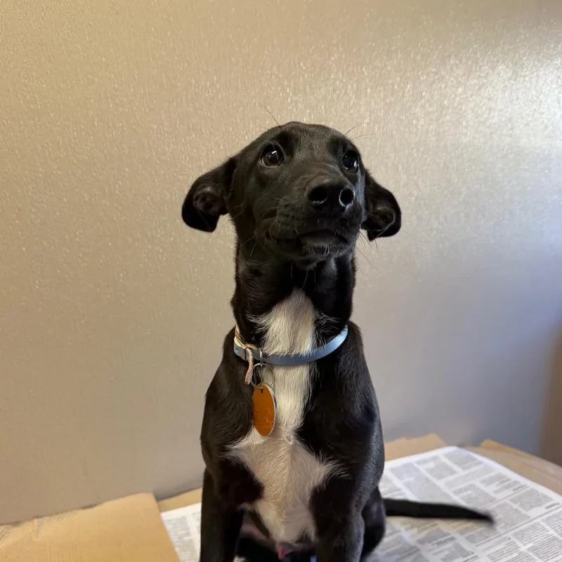 A baby small-sized male Black Mixed Breed dog named NCR Henry for adoption in Port Washington, NY