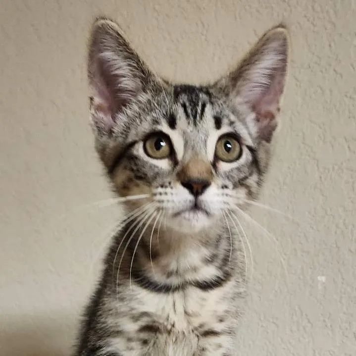 A baby small-sized female Gray / Blue / Silver Domestic Short Hair cat named Velvet for adoption in Houston, TX