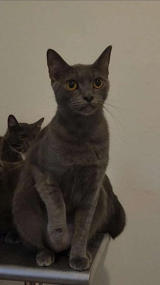 A young medium-sized female Russian Blue cat named Force Flex for adoption in Ocala, FL