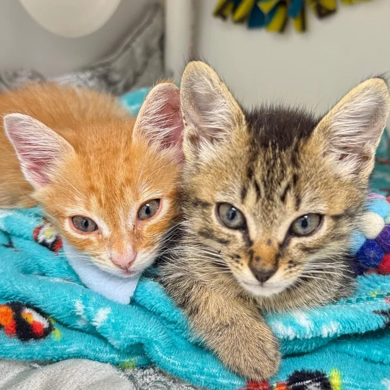 A baby small-sized male Domestic Short Hair cat named Hershey Kiss for adoption in Cumming, GA