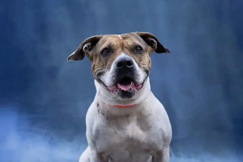 An adult large-sized female Pit Bull Terrier dog named Loreta for adoption in Los Angeles, CA