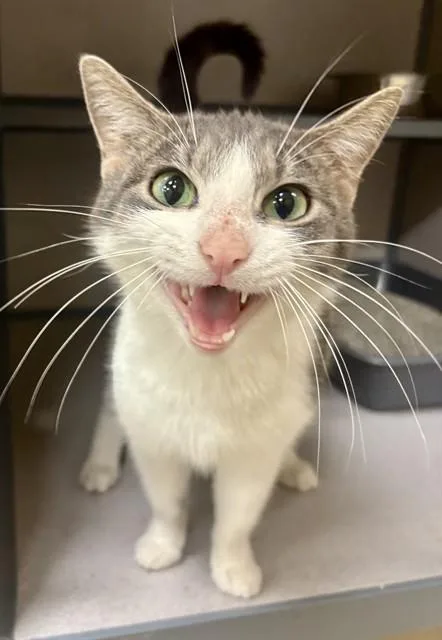 An adult small-sized female Domestic Short Hair cat named Purrsephone for adoption in Aliquippa, PA