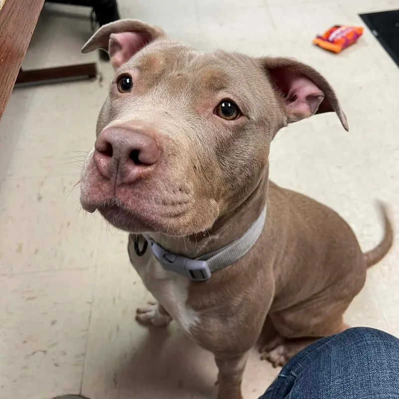 An adult small-sized female Brown / Chocolate Pit Bull Terrier dog named Boo D for adoption in Princeton, MN