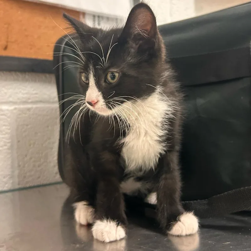 A baby small-sized male Black Domestic Medium Hair cat named Leaf for adoption in Edinburg, TX