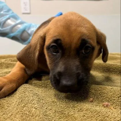 A young large-sized female Shepherd dog named Pie for adoption in Kansas City, MO