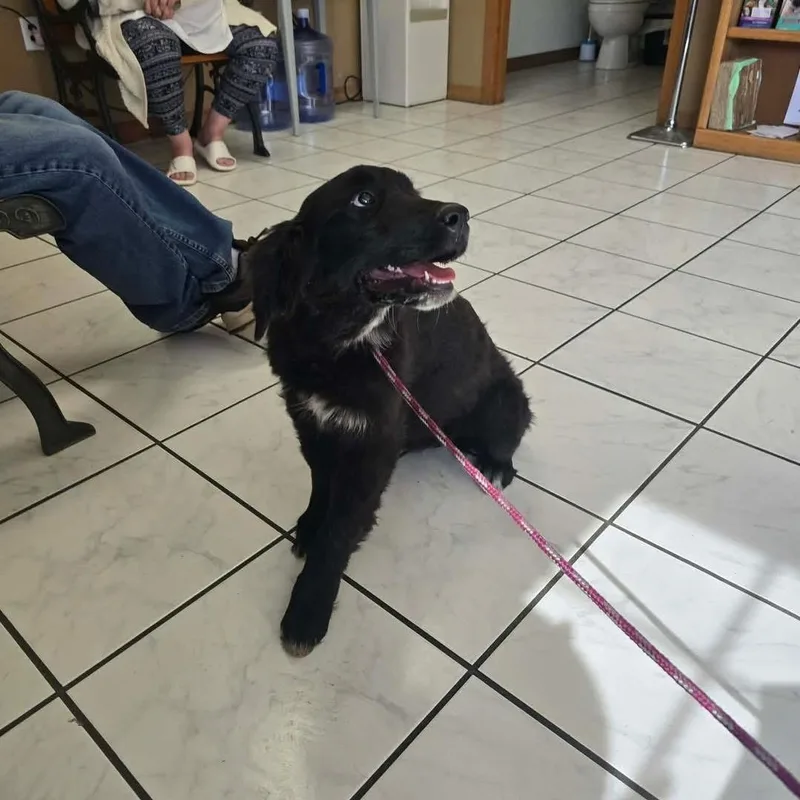 A baby large-sized female Black Golden Retriever dog named Plum for adoption in Yaphank, NY