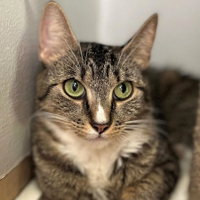 A young small-sized female Domestic Short Hair cat named Bria for adoption in Port Washington, NY