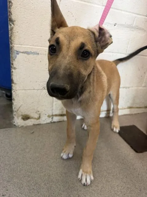 A baby small-sized female German Shepherd Dog dog named Annette for adoption in San Bernardino, CA