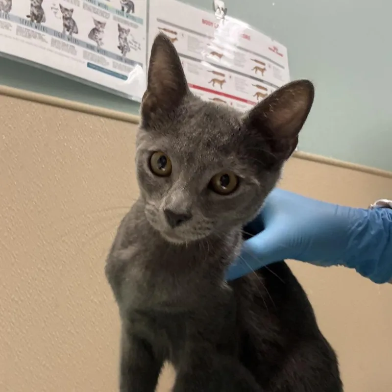 A baby small-sized female Gray / Blue / Silver Domestic Short Hair cat named Unknown for adoption in Tacoma, WA