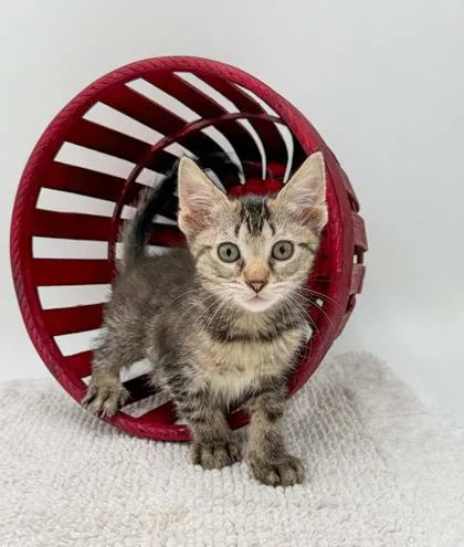 A baby small-sized female Domestic Short Hair cat named Muffin for adoption in Bridgewater, NJ