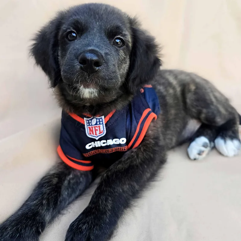 A baby medium-sized male Brown / Chocolate Retriever dog named Orzo for adoption in Schaumburg, IL