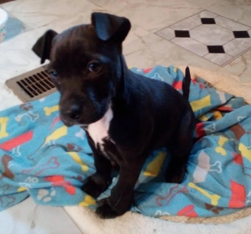 Fozzie Bear thumbnail 2