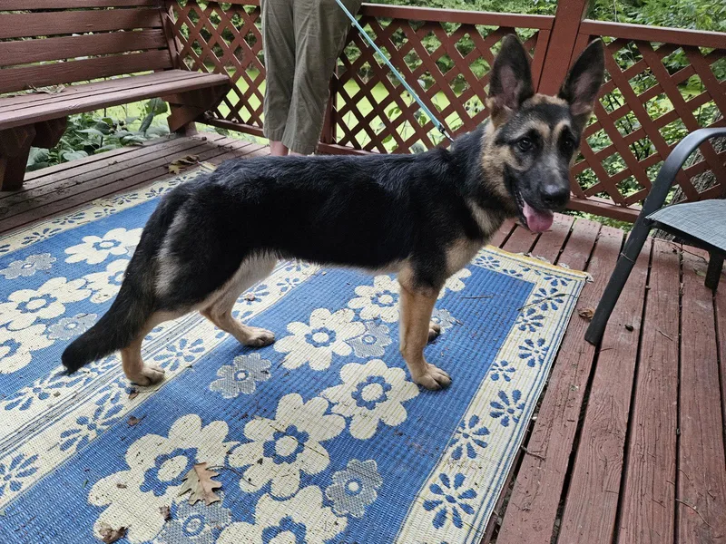 A young large-sized male German Shepherd Dog dog named Jack for adoption in Louisville, KY