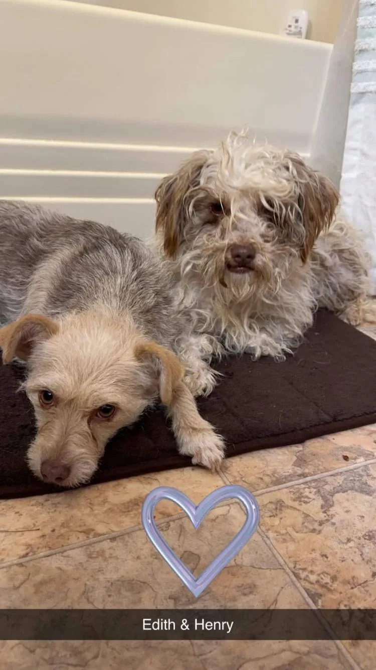 An adult small-sized male Terrier dog named Edith & Henry for adoption in Paradise, TX