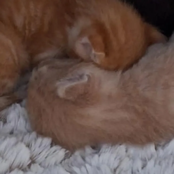 A baby small-sized male Orange / Red Domestic Short Hair cat named Tommy for adoption in Brooklyn, NY