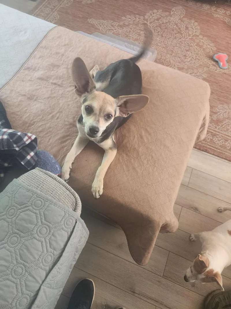 A young small-sized male Tricolor (Brown, Black, & White) Chihuahua dog named Lenny for adoption in Lima, OH