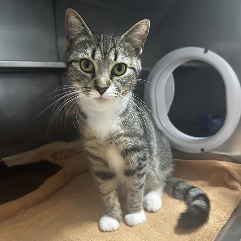 An adult medium-sized female Brown / Chocolate Domestic Short Hair cat named Lara for adoption in Blue Ridge, GA