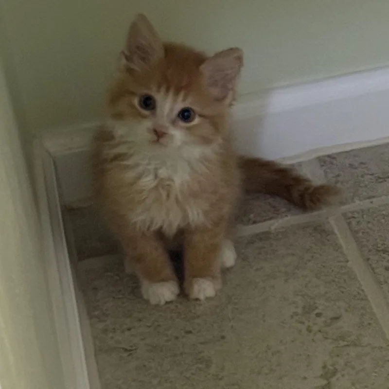 A baby small-sized male Tabby (Orange / Red) Domestic Long Hair cat named Chester Thomas for adoption in Morrison, CO