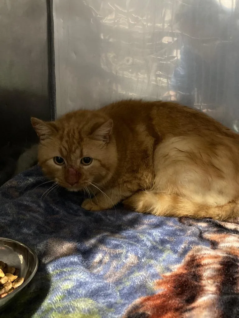 A young large-sized male Domestic Short Hair cat named Tater Tot Shop Cat for adoption in Pierceton, IN