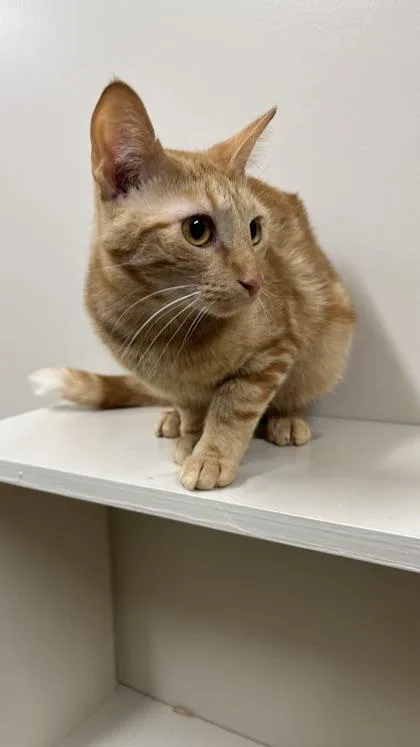 A young small-sized male Tabby (Orange / Red) Domestic Short Hair cat named Chicken Nugget for adoption in Hackensack, MN