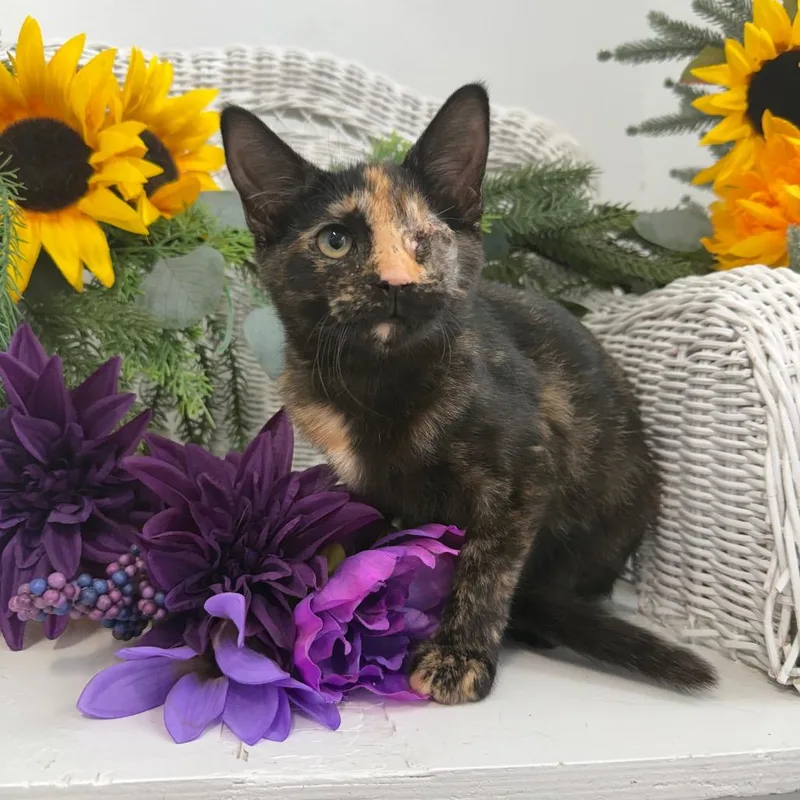 A baby small-sized female Tortoiseshell Domestic Short Hair cat named Twinkle Twinkle FIV+ for adoption in Eaton Rapids, MI