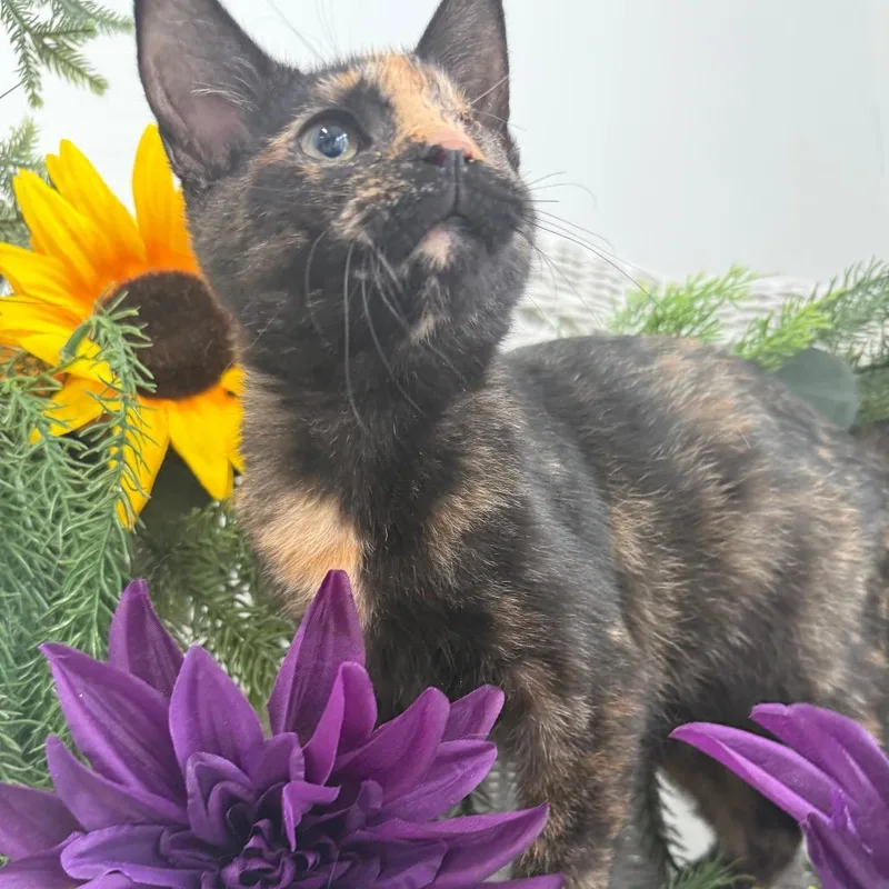 Twinkle Twinkle FIV+ thumbnail 2