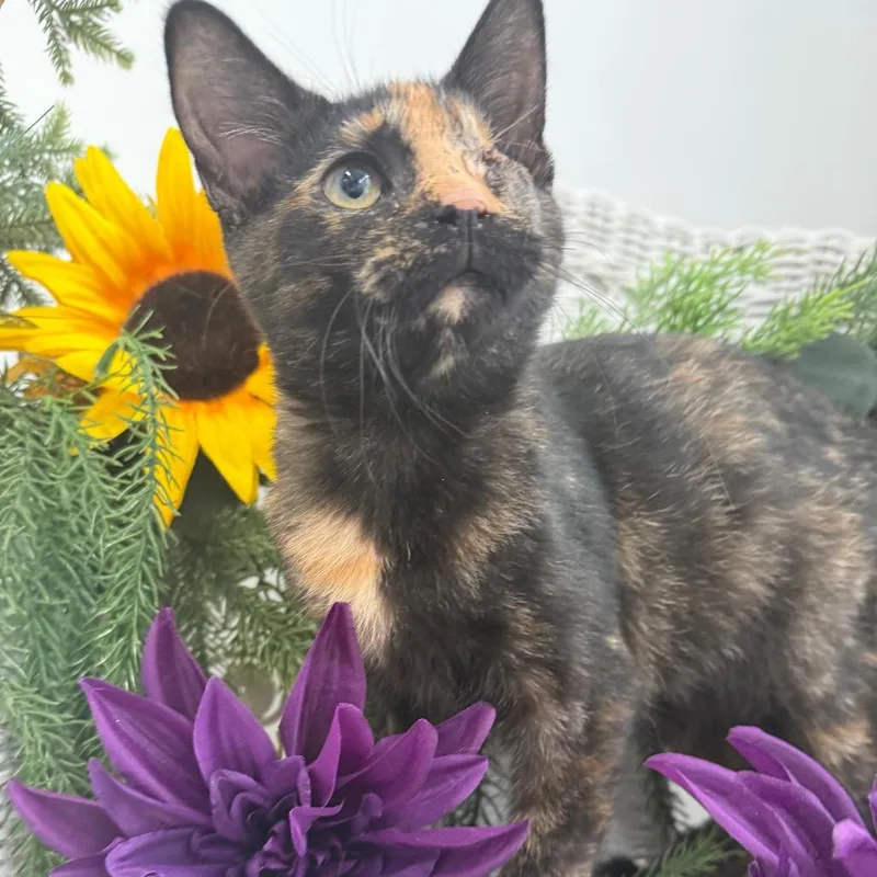 Twinkle Twinkle FIV+ thumbnail 3