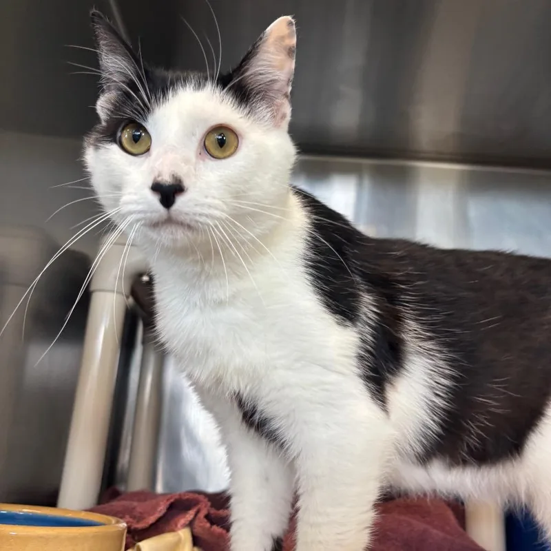A young large-sized male Black Domestic Short Hair cat named Bobby Jay for adoption in Dover, NH