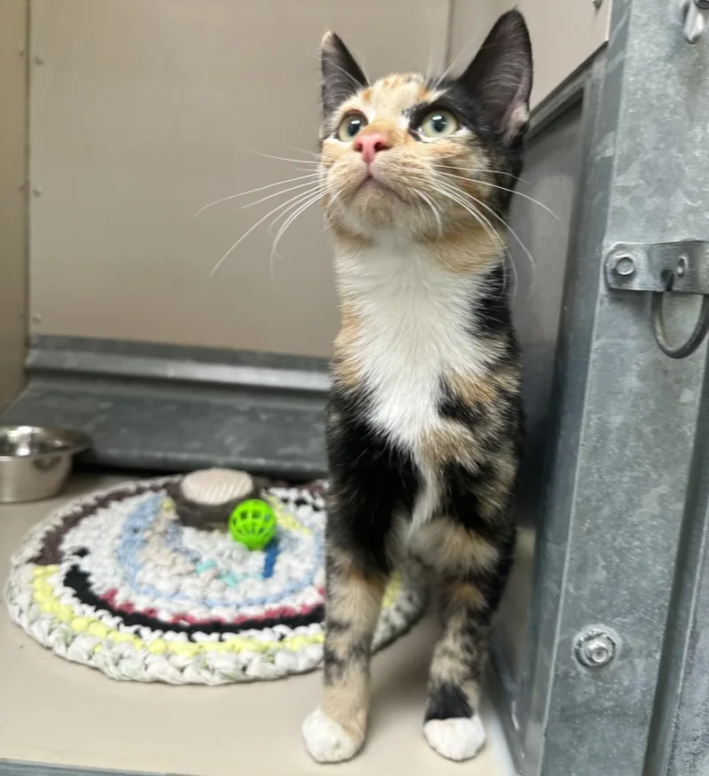 An adult medium-sized female Calico Domestic Short Hair cat named 61817352 for adoption in Elko, NV
