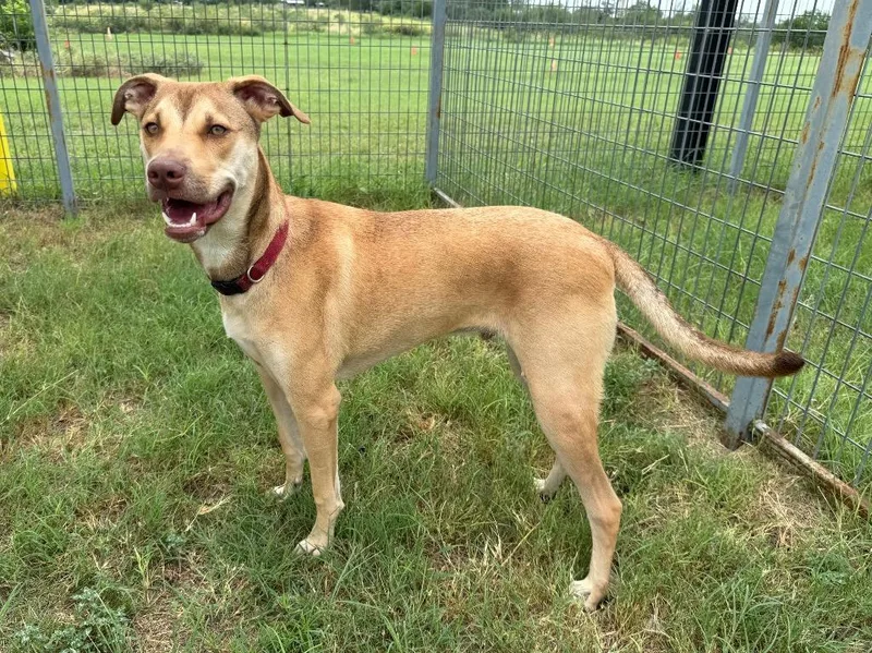 A young large-sized male Terrier dog named Fenrir for adoption in New Braunfels, TX
