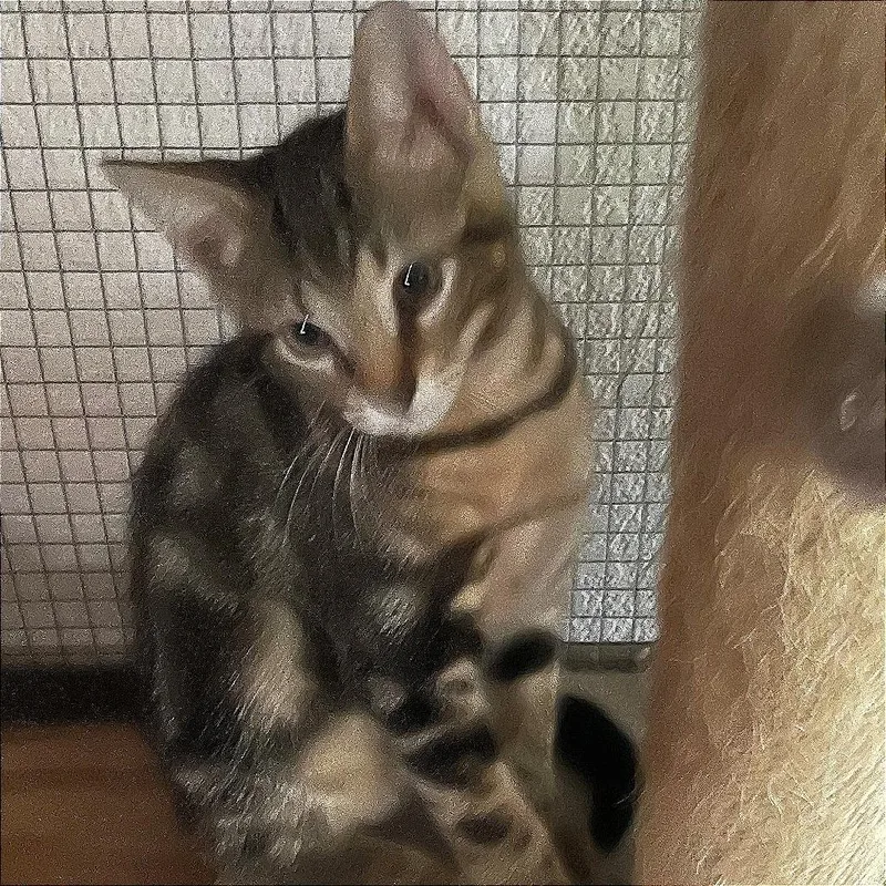 A baby small-sized male Brown / Chocolate Domestic Short Hair cat named Leo for adoption in Bastrop, TX