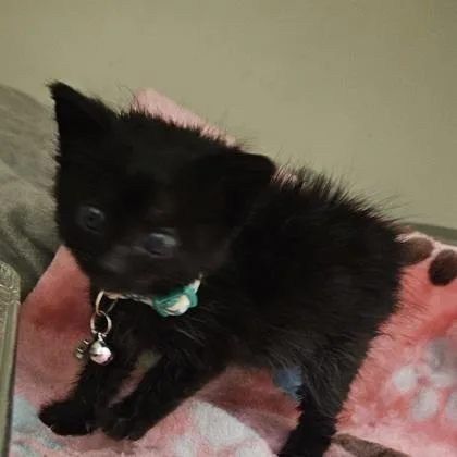 A baby small-sized female Domestic Short Hair cat named Moonpie for adoption in Chamblee, GA